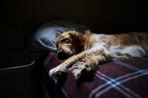 Do Dogs Like Sleeping In The Dark? (Explained By Trainer).