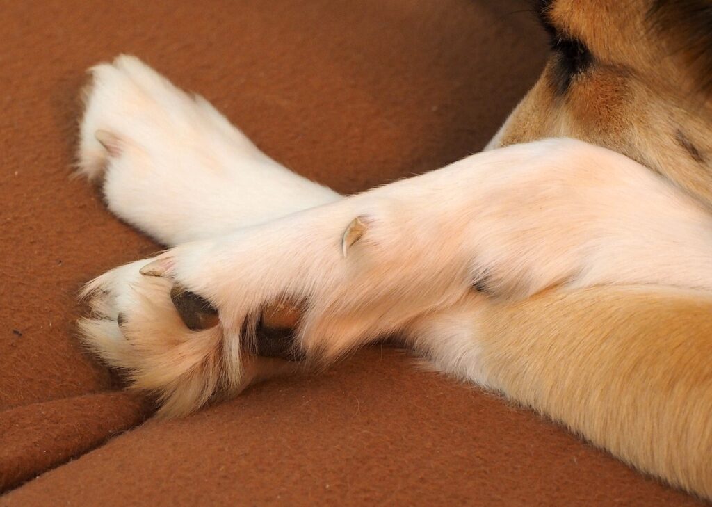 Does Walking Your Dog Trim Their Nails?