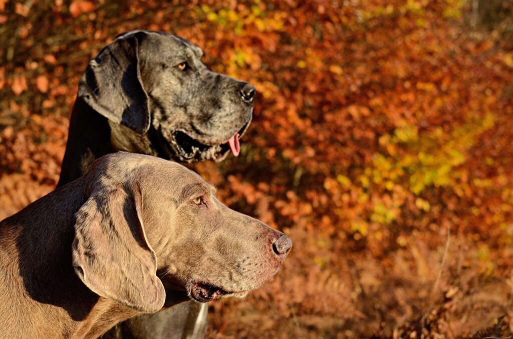 30 Large and Small Dog Breeds That Don’t Drool.