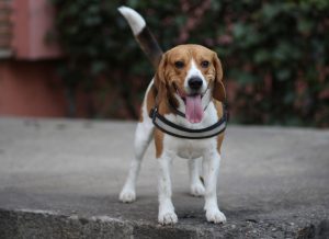 8 Dog Breeds That Look Like A Beagle (With Videos).