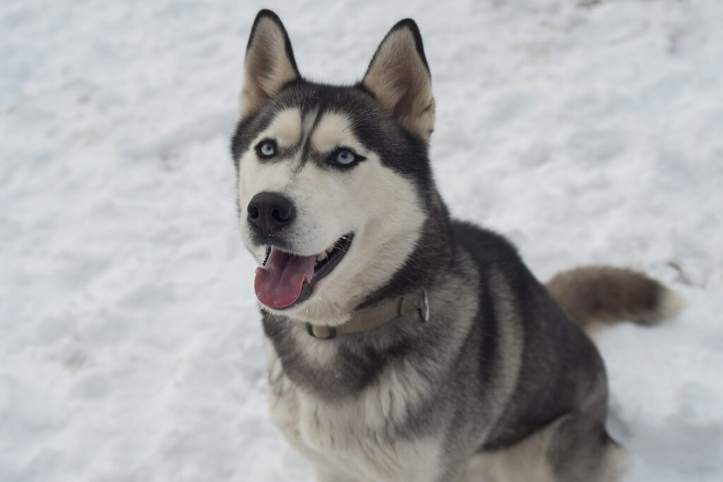 25 Dog Breeds That Look Like Huskies (Large & Small).
