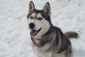 25 Dog Breeds That Look Like Huskies (Large & Small).