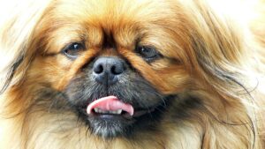22 Dog Breeds That Sleep A Lot.