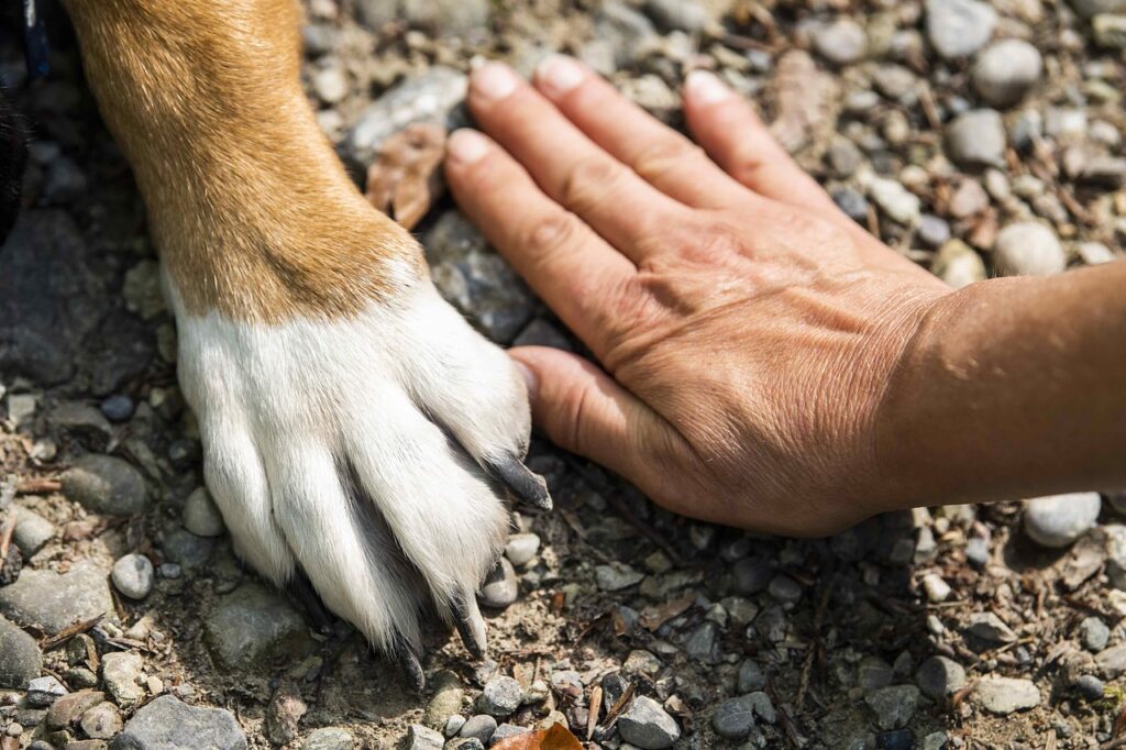 15 Dog Breeds That Use Their Paws A Lot (With Videos).