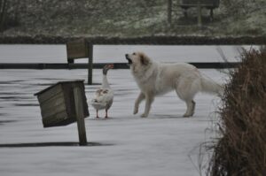 How Do I Stop My Dog From Eating Bird Seed?