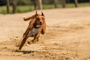 How Fast Can Dogs Run?