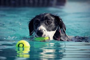 How Fast Can Dogs Swim?