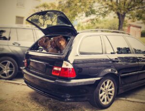 How To Lift A Large Dog Into A Car.