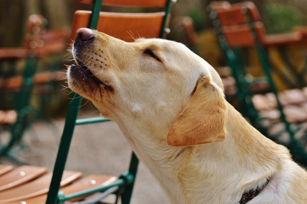 Is It Cruel To Make Your Dog Howl? (Answered By Trainer).