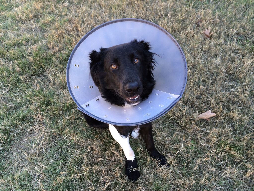 Can You Make A Pool Noodle Dog Cone? (Answered By Vet Tech).