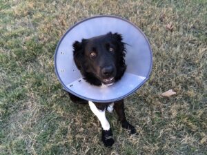 Can You Make A Pool Noodle Dog Cone? (Answered By Vet Tech).