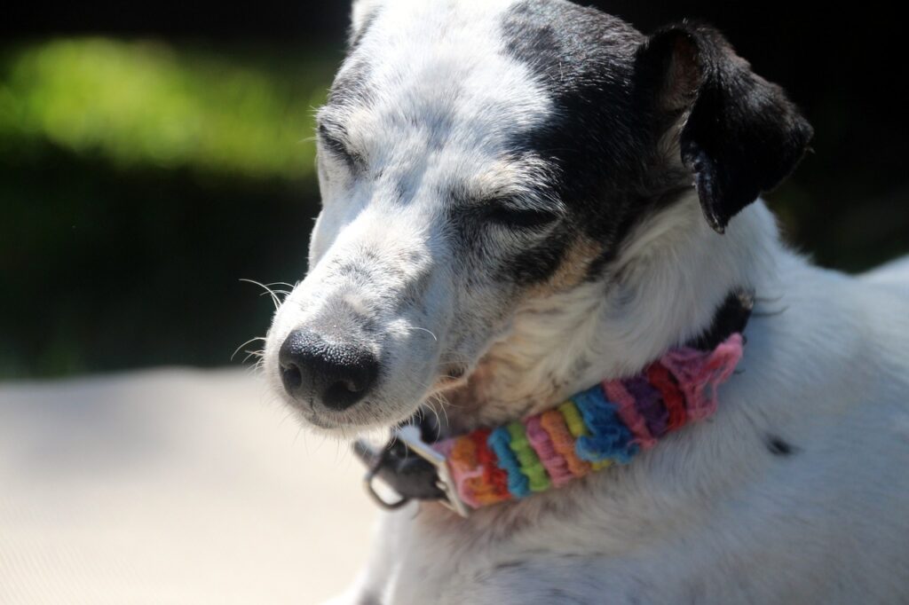 Should I Take My Dog’s Collar Off At Night?