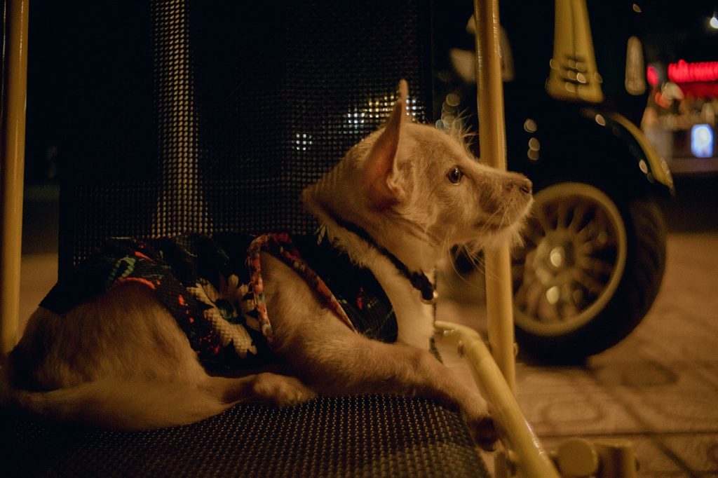 What Time Do I Take My Dog Out At Night?