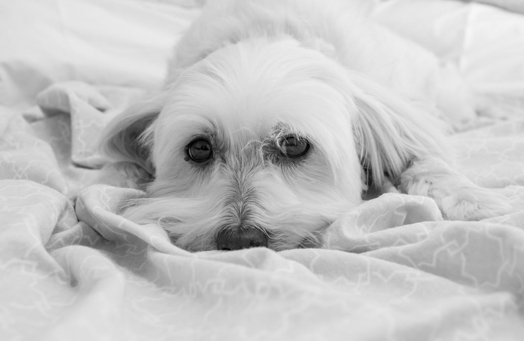 What You Need to Know About Canine Influenza?