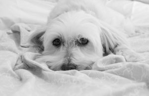 What You Need to Know About Canine Influenza?