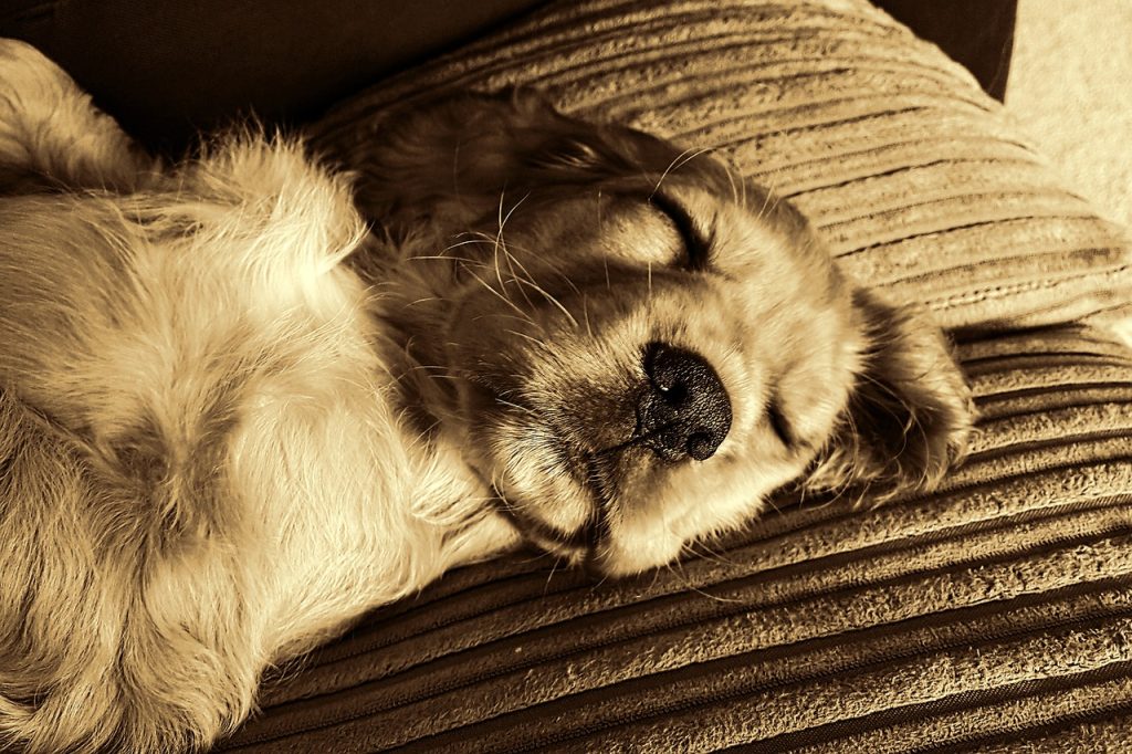 When Should You Worry About Your Dog’s Sleep?