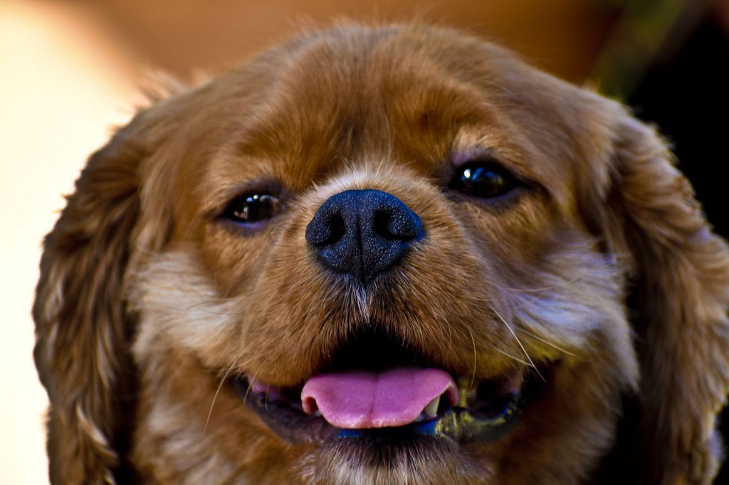 Why Are Dogs Gentle with Eggs?