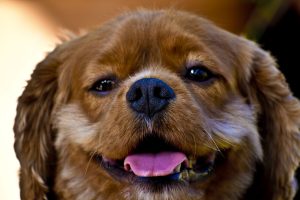 Why Are Dogs Gentle with Eggs?