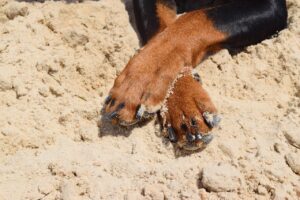 Why Do Dogs Cross Their Paws?