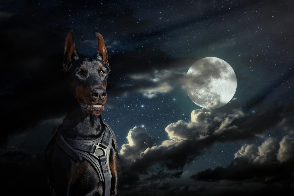 Why Do Dogs Howl at the Moon?
