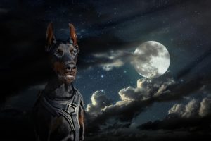 Why Do Dogs Howl at the Moon?