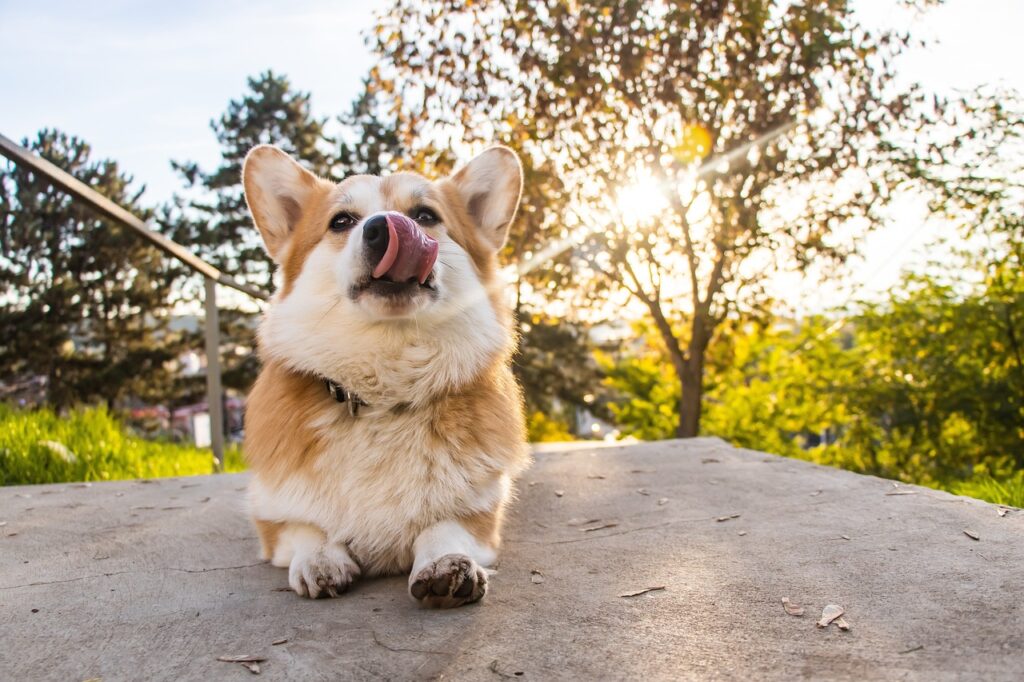 Why Do Dogs Lay In The Sun?