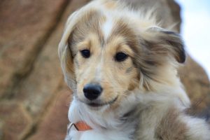 Why Do Dogs Not Like Wind?