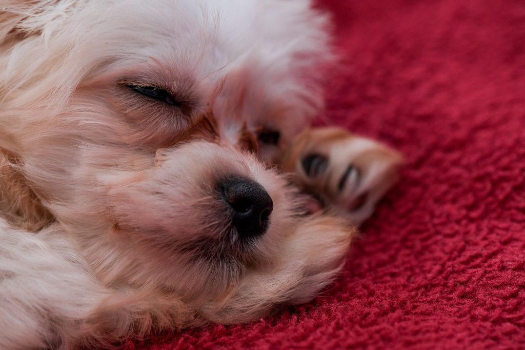 Why Do Dogs Sleep More When it Rains?