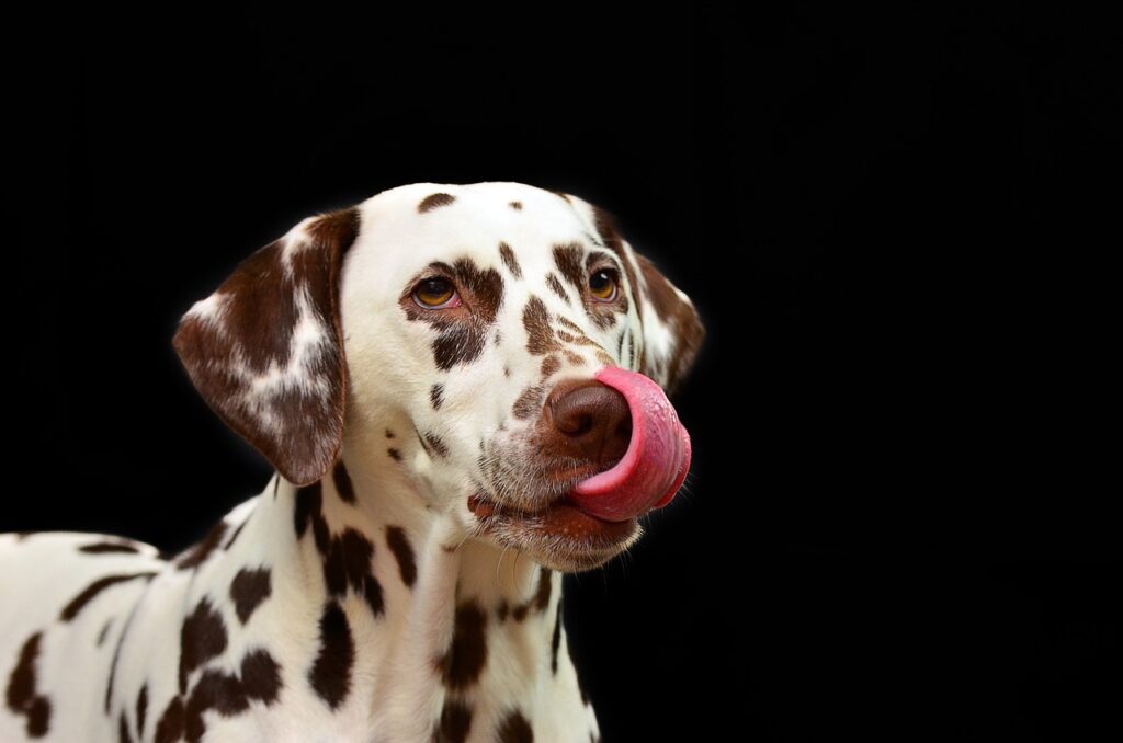 Why Does My Dog Lick Me When I Sneeze?