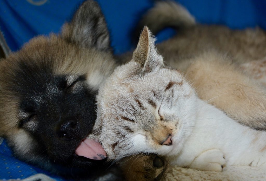 What Does It Mean When A Dog Licks A Cat? (5 Reasons Why).
