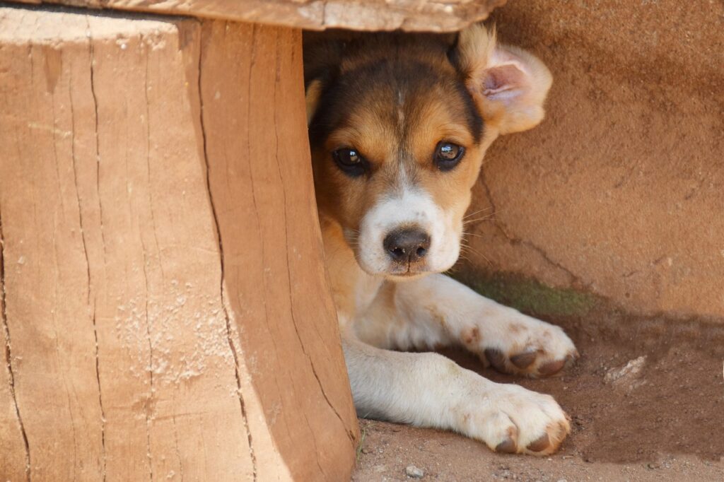 Why Does My Dog Lie In The Corner? (Explained By Vet Tech).