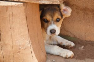 Why Does My Dog Lie In The Corner? (Explained By Vet Tech).