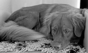 Why Does My Dog Nibble On My Clothes?