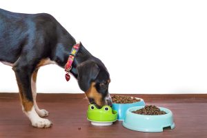Why Does My Dog Only Eat At Night?