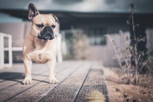 Why Does My Dog Only Wants To Play Keep Away All The Time?