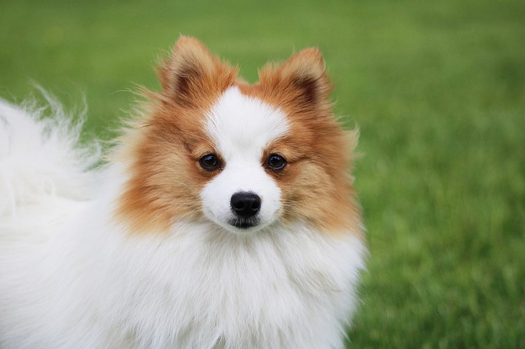 Why Does My Dog Pee After I Pick Him Up?