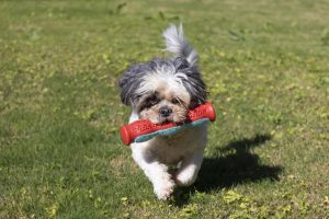 Why Does My Dog Whine/Cry While Carrying A Toy?
