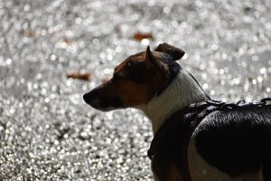 Why It’s Okay To Walk Your Dog In The Rain (How To Do It).