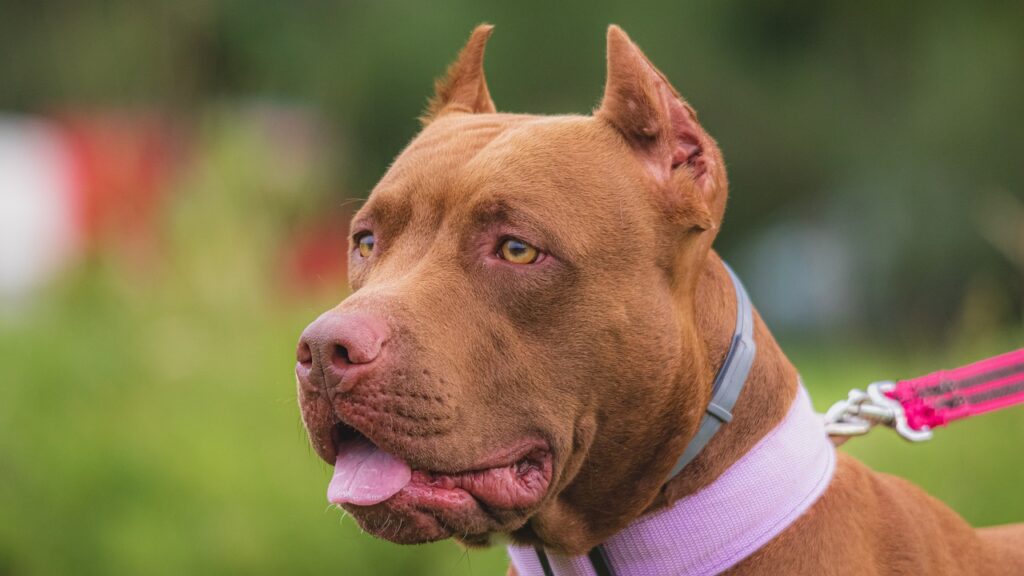 Will Your Dog Protect You?