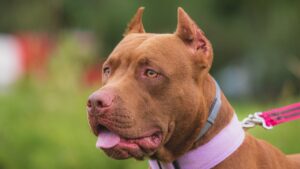 Will Your Dog Protect You?