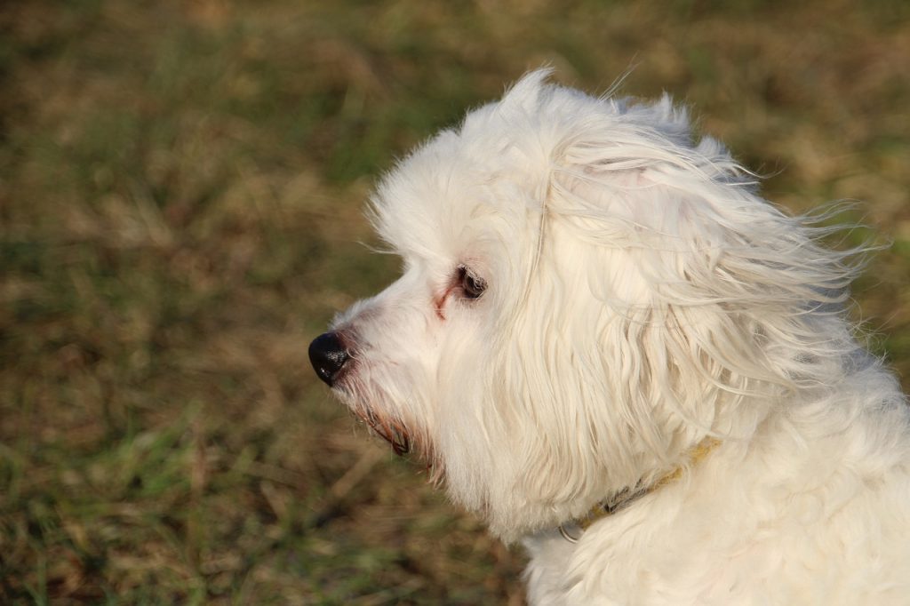 Cloudy Eyes in Dogs.