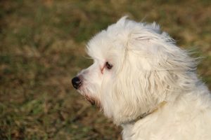 Cloudy Eyes in Dogs.