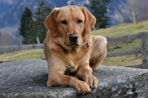Do Dogs Know Other Dogs Names? (Answered By Trainer).