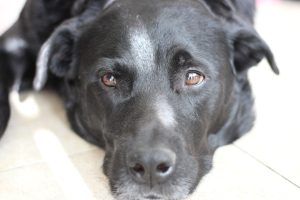 Do Dogs Know When They Are Dying?