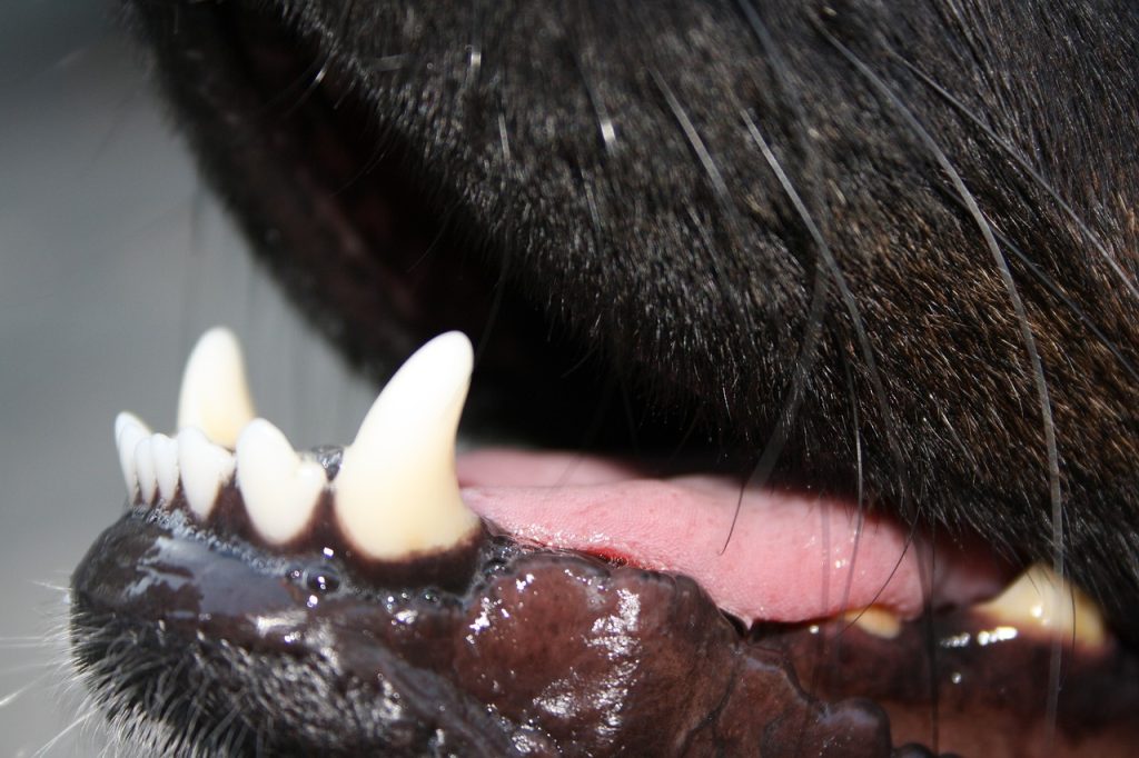 How Much Does Dog Teeth Cleaning Cost?