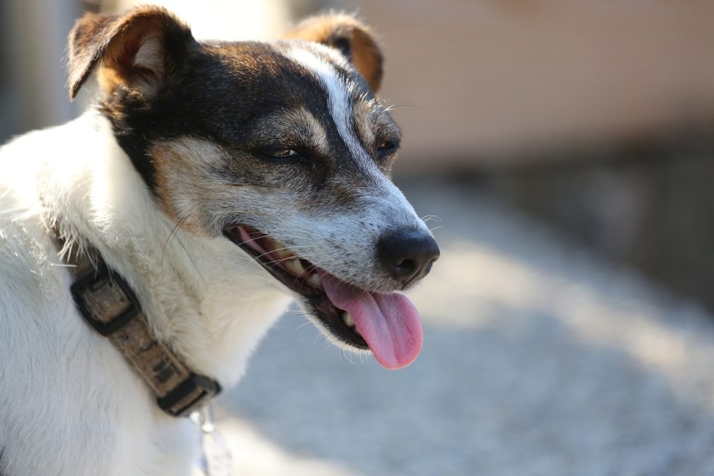 Making Dogs Throw Up.