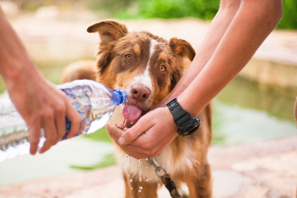 Why Is My Dog Drinking a Lot of Water?