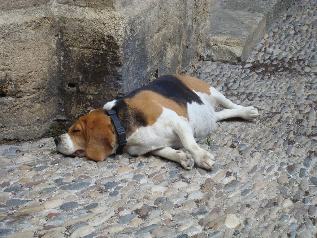 Why Is My Dog Laying Against The Wall? (Answered By Trainer).