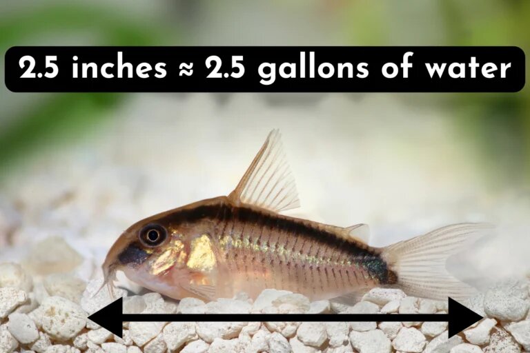 1 inch per gallon rule in cory catfish
