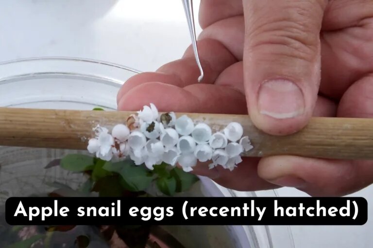 Apple snail eggs